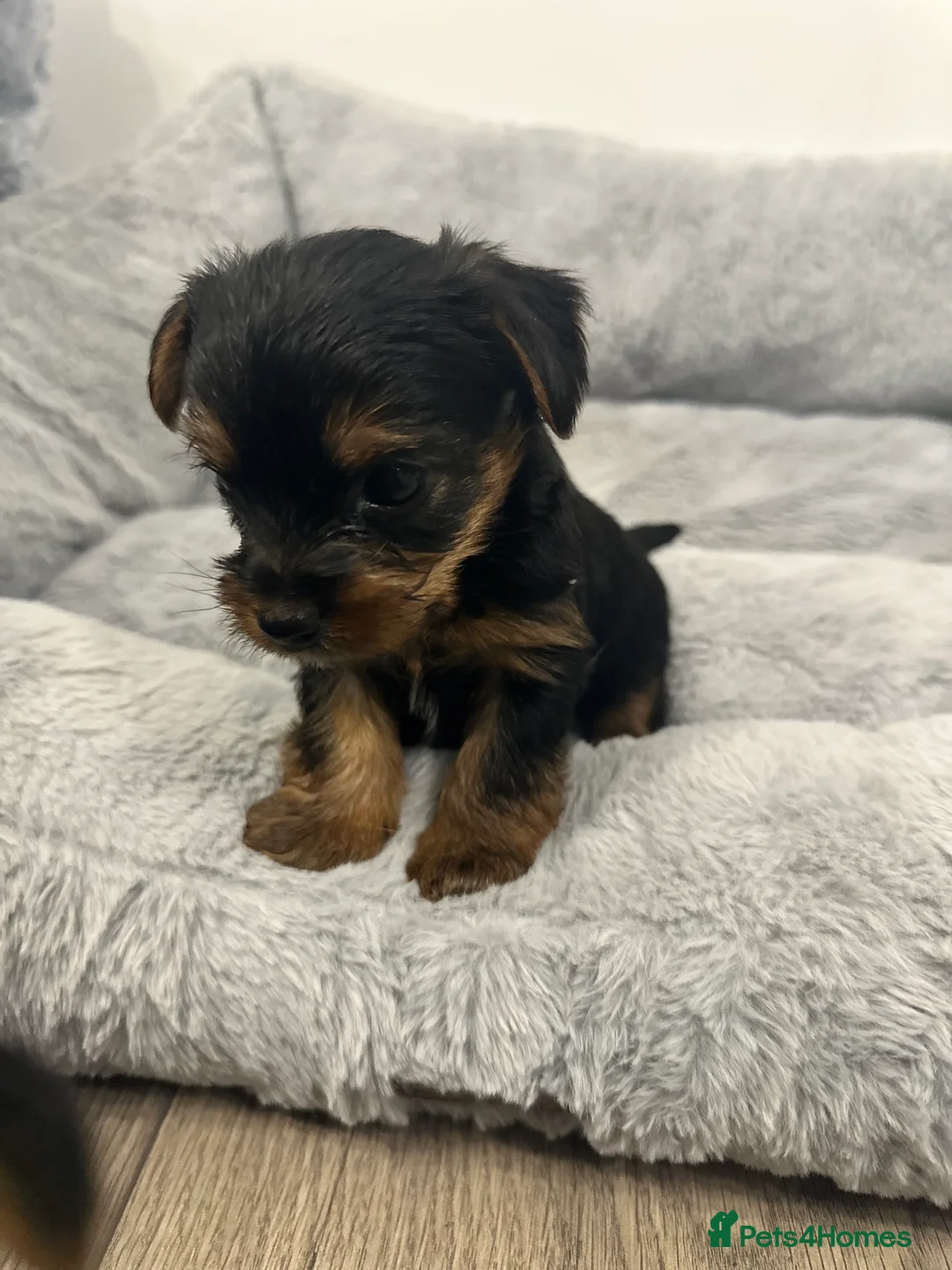 Yorkshire Terrier dogs for sale: ❤️ Gorgeous Purebred Miniature Yorkshire Terriers  - Advert 2