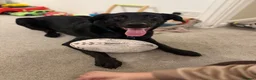 Sheprador dogs for sale: labrador x German shepherd  in Crawley - Advert 5