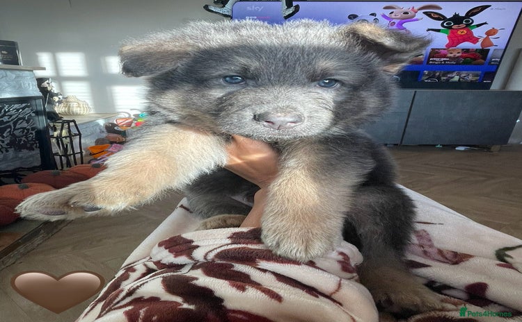 German Shepherd dogs - Advert 1