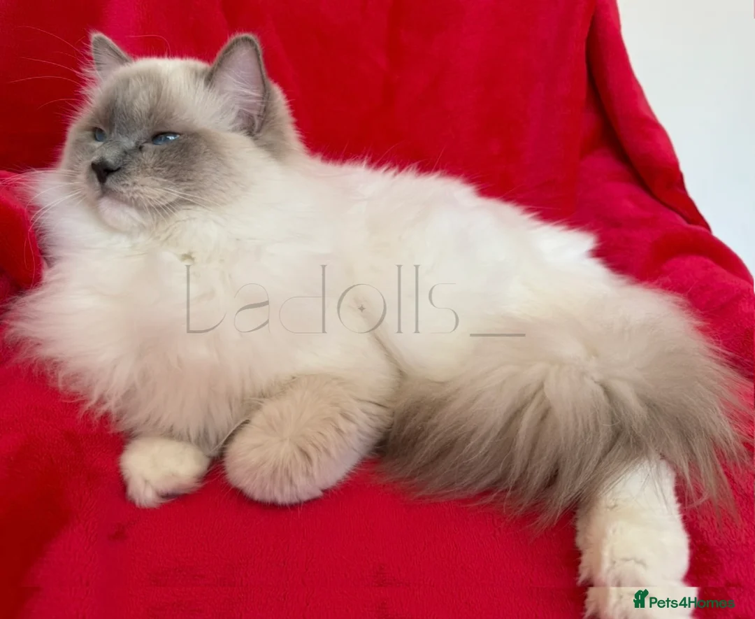 Ragdoll cats for stud: Beautiful, Male available for stud.  - Advert 3