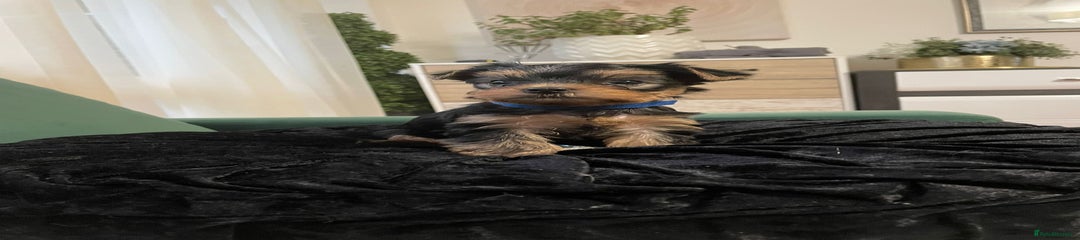 Yorkshire Terrier Puppy Male 1 (Dark blue collar)