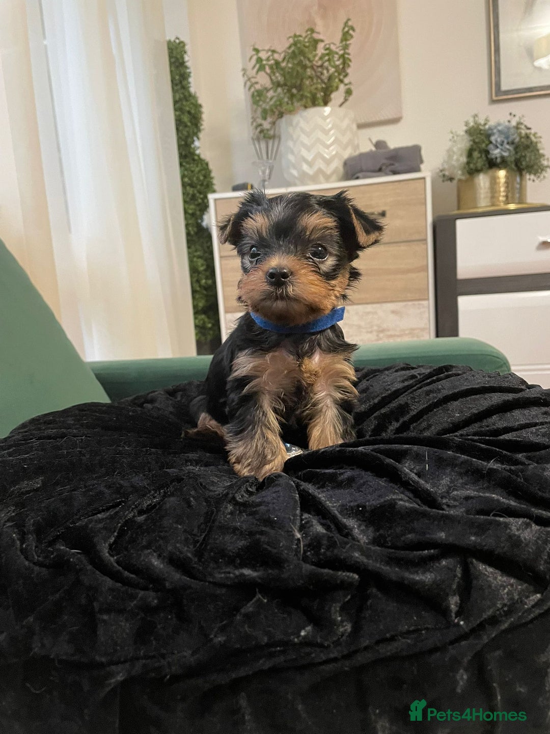 Yorkshire Terrier dogs for sale: Yorkshire Terrier Puppies for sale - Advert 11