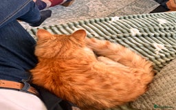 Mixed Breed cats for sale: Percy - stunning long haired ginger cat - Image 4