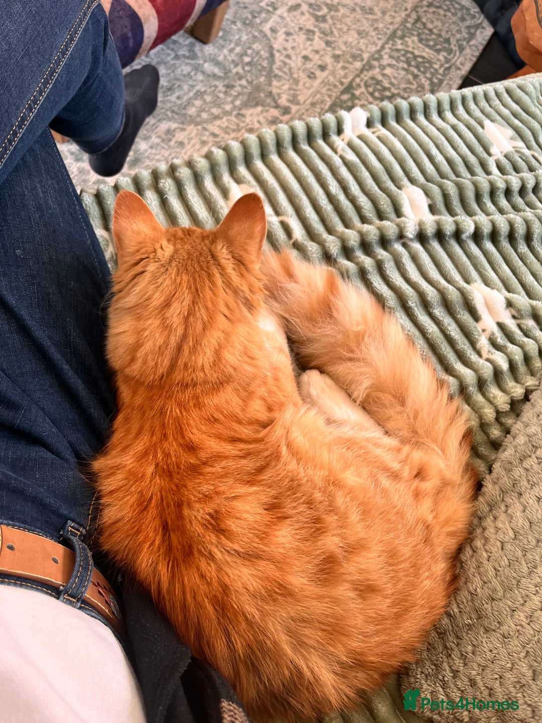 Mixed Breed cats for sale: Percy - stunning long haired ginger cat - Image 4