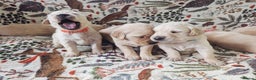 Golden Retriever dogs for sale: Chunky golden pups - Advert 5