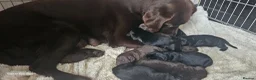 Mixed Breed dogs for sale: 1 black male newfador left  - Advert 4