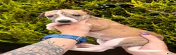 Whippet dogs for sale: One boy, Kennel club registered. - Advert 14
