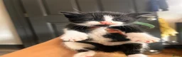 Mixed Breed cats for sale: 14 beautiful kittens for sale  - Advert 8