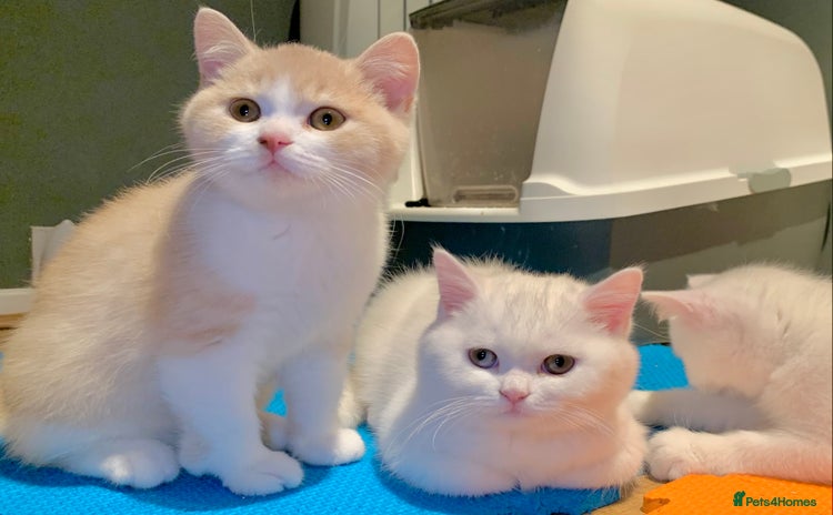 British Shorthair cats - Advert 11