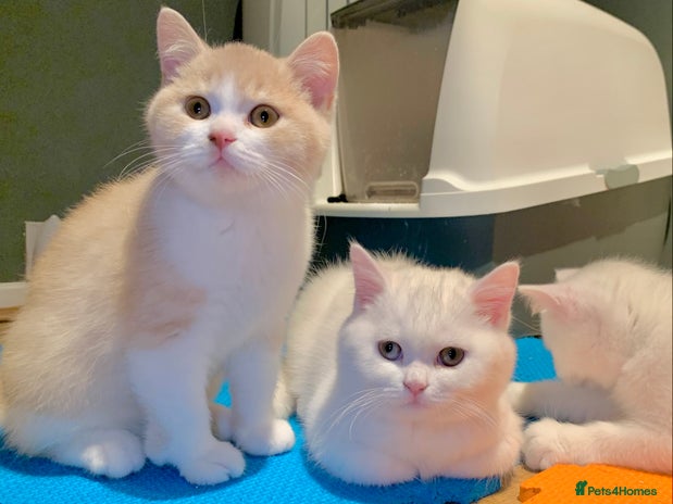 British Shorthair cats - Advert 6
