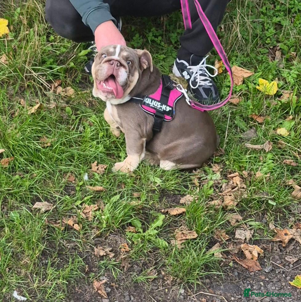 English Bulldog dogs Sweet Lilac Tri Bulldog - Advert 2