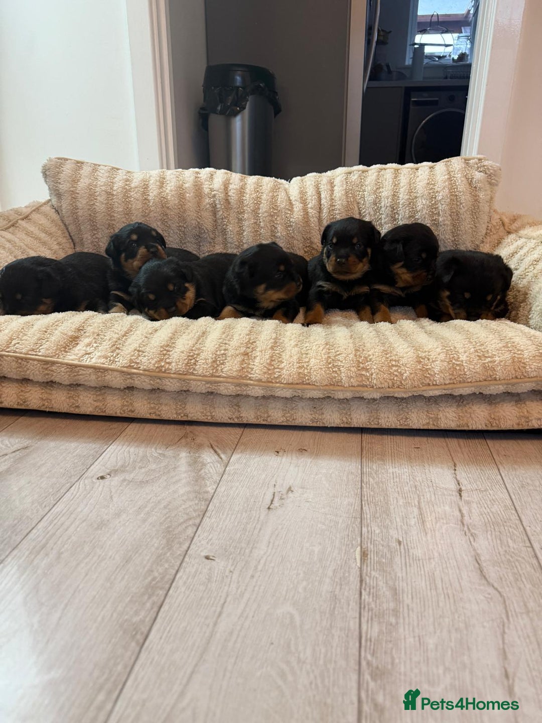 Rottweiler dogs for sale: Rottweiler puppies - ready  **   - Advert 1