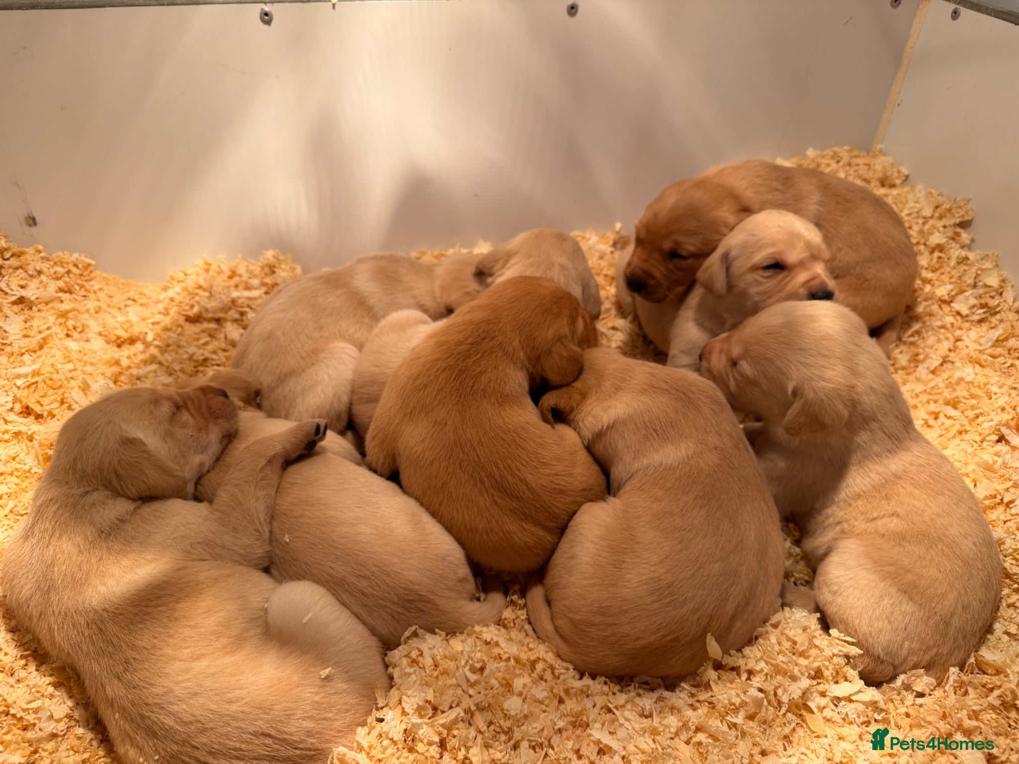 Labrador Retriever dogs Fully health tested Labrador retriever puppies  - Advert 2