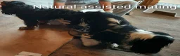 Cavalier King Charles Spaniel dogs for stud: CKCS STUD DOG/ DNA / CHAMPION LINES  - Advert 3