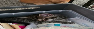 Tabby female