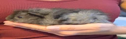 Guinea Pig rodents for sale: SOLD.   Pair of young bonded male Guinea pigs - Advert 9