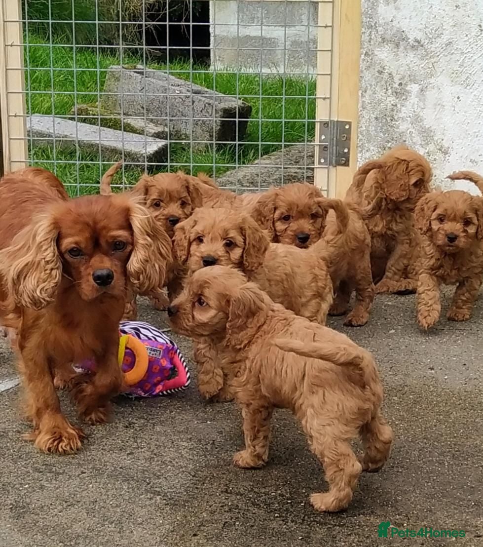 Cavapoo dogs Beautiful little red cavapoo  - Advert 1