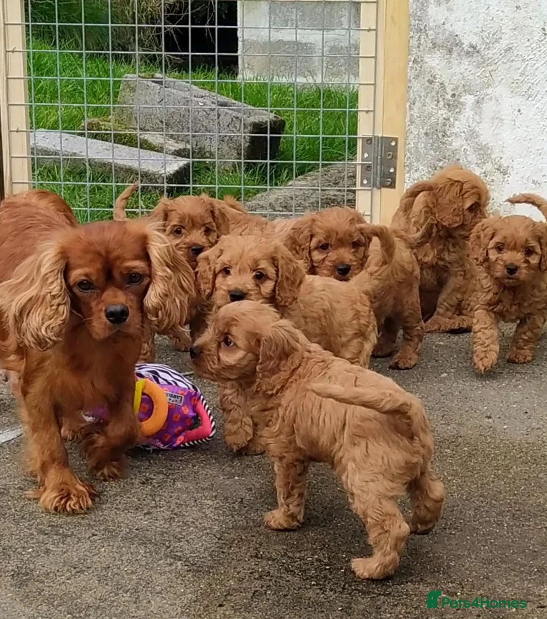 Cavapoo dogs for sale: Beautiful little red cavapoo  in Waltham Cross - Advert 1