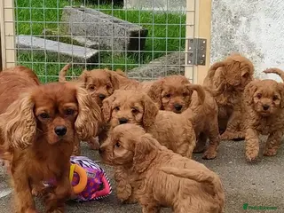 Cavapoo dogs Beautiful little red cavapoo - Advert 8