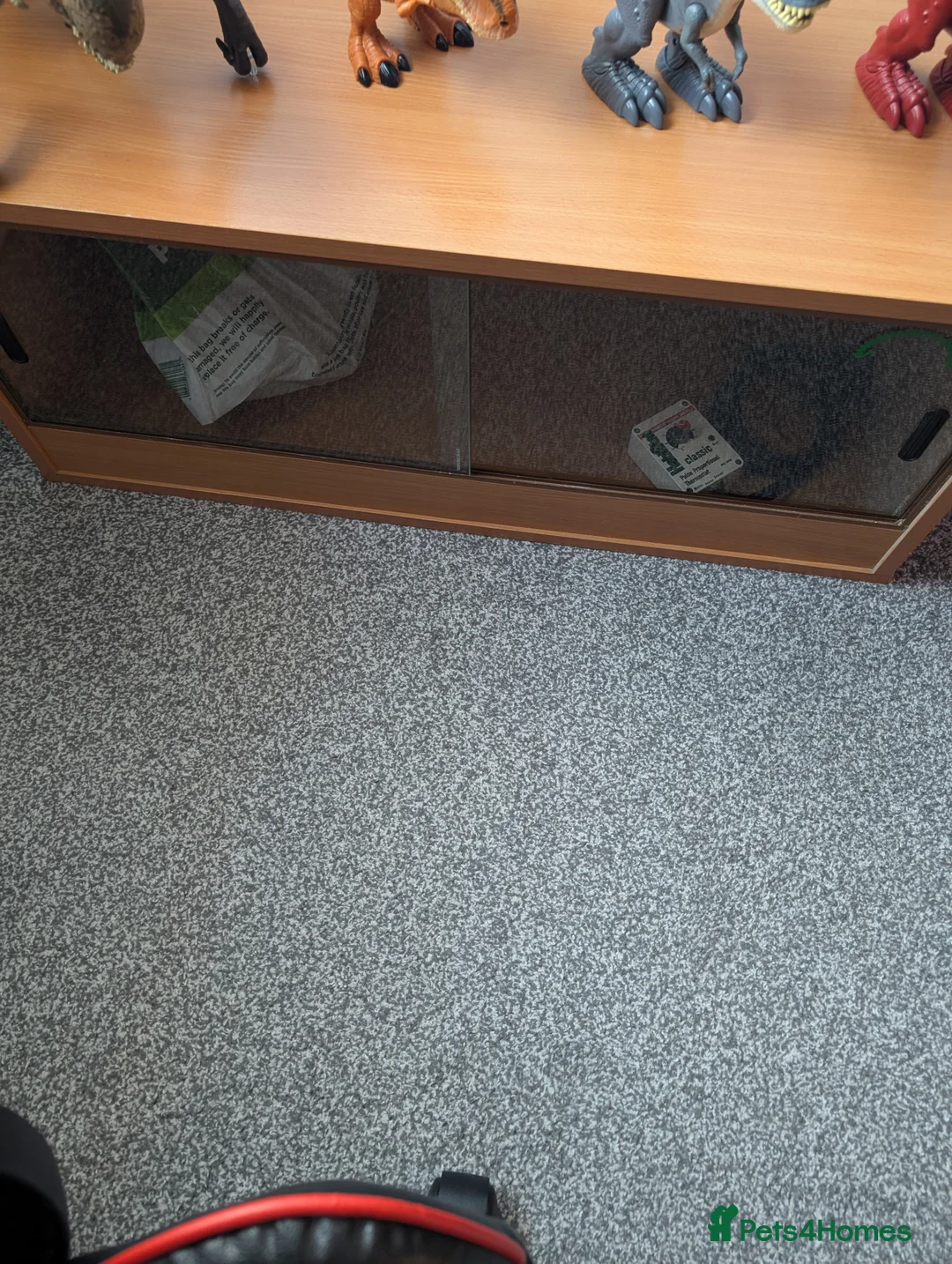 Gecko reptiles for sale: Gekos in Dudley - Advert 2