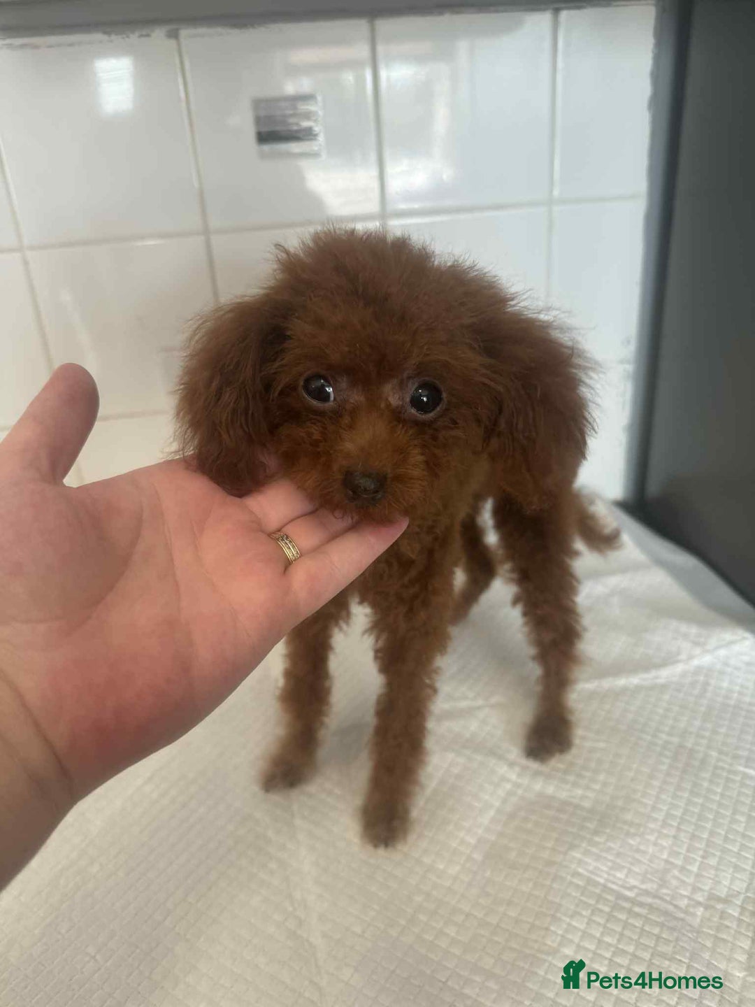 Toy Poodle dogs for sale: Asian toy poodle  - Image 4