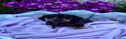 Miniature Dachshund dogs for sale: Boys kc reg dna tested mini dachshund puppies  - Advert 10