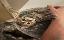 Mixed Breed cats for sale: Beautiful kittens ready for loving new homes.  - Image 11