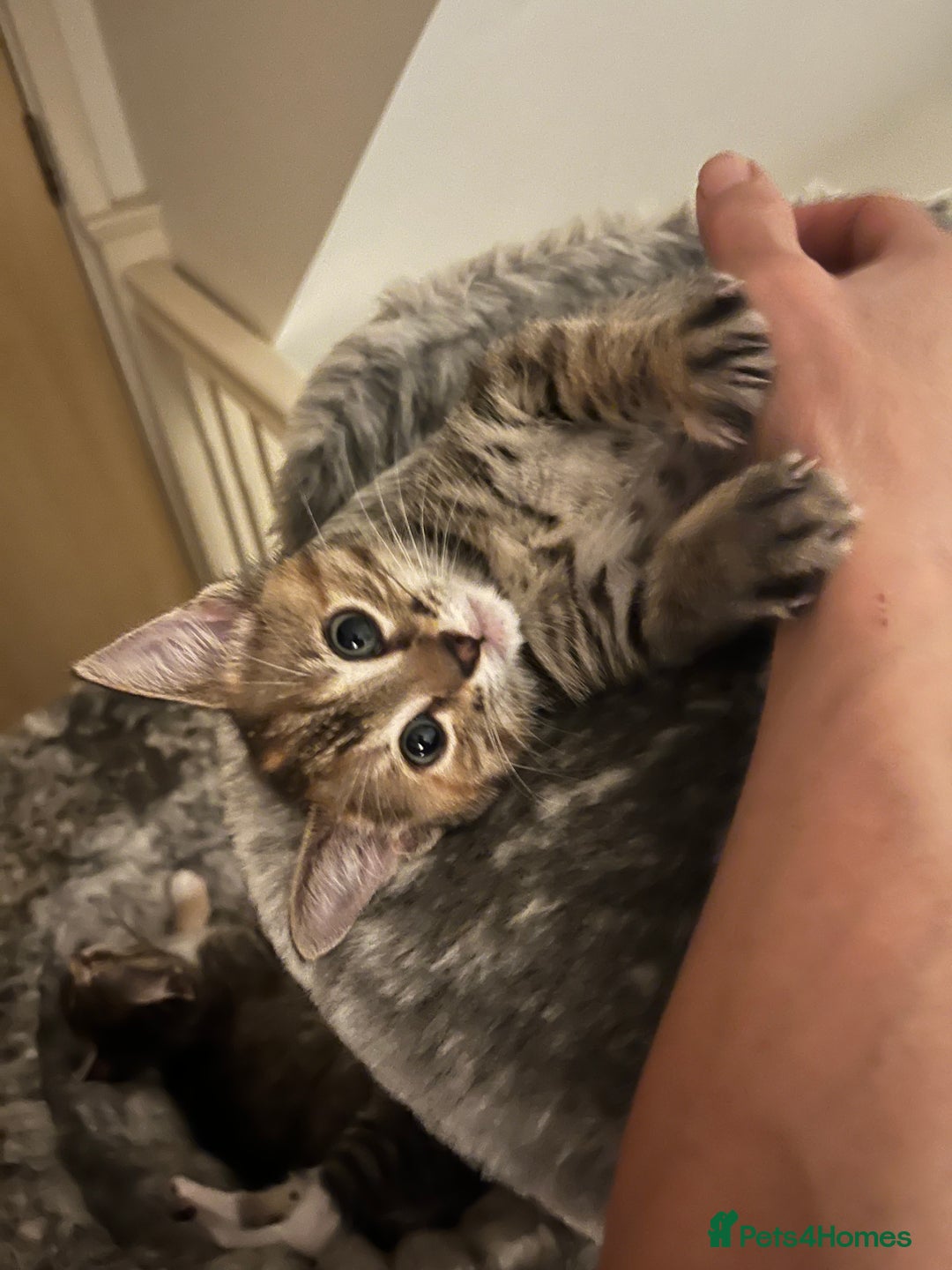 Mixed Breed cats for sale: Beautiful kittens ready for loving new homes.  - Image 11