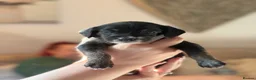 Mixed Breed dogs for sale: Miniature Poodle Cross Puppies  - Advert 29
