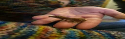 Gecko reptiles for sale: Crested Geckos x4 in Minehead - Advert 2