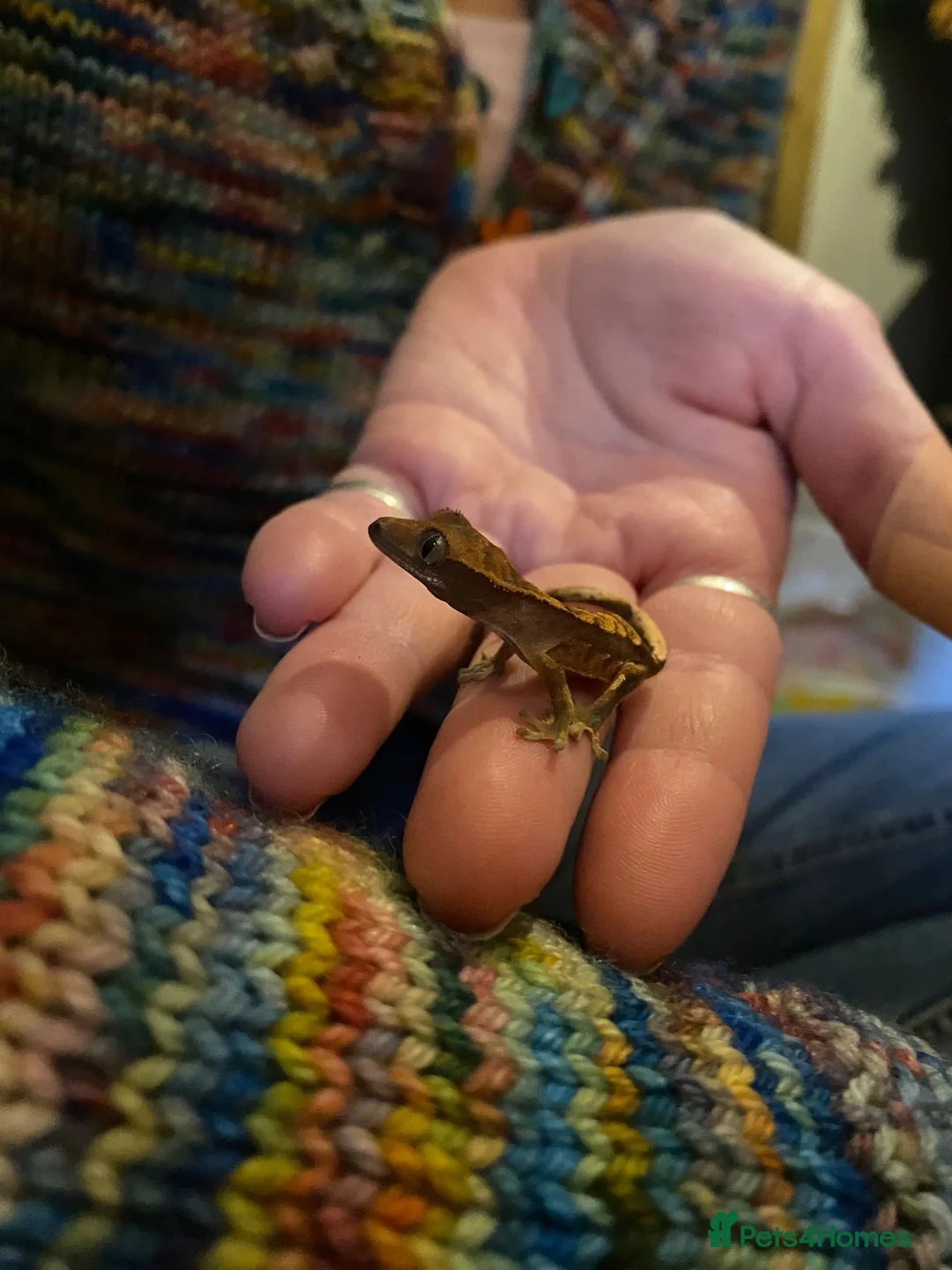 Gecko reptiles for sale: Crested Geckos x4 in Minehead - Advert 2