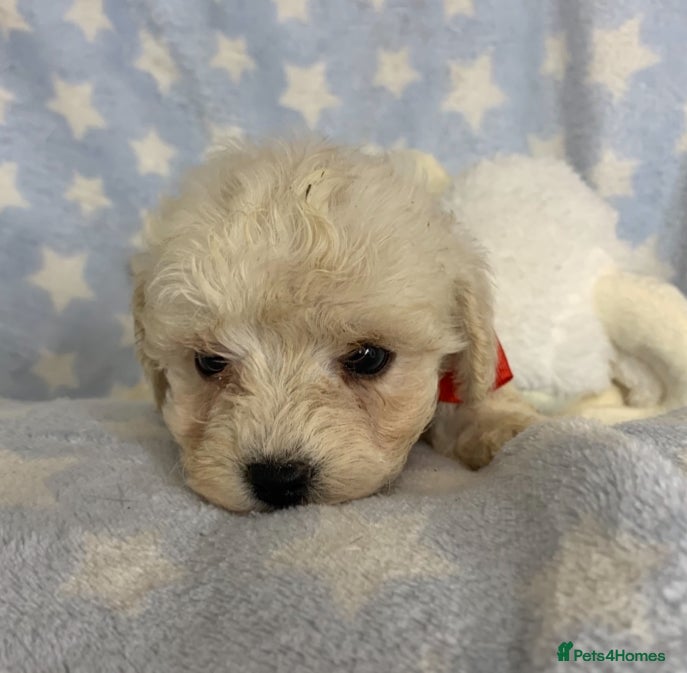 Poochon dogs READY NOW F1 Toy Poochons ONE BOY AVAILABLE  - Advert 4