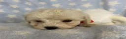 Poochon dogs for sale: F1 Toy Poochons  in Saint Austell - Advert 20