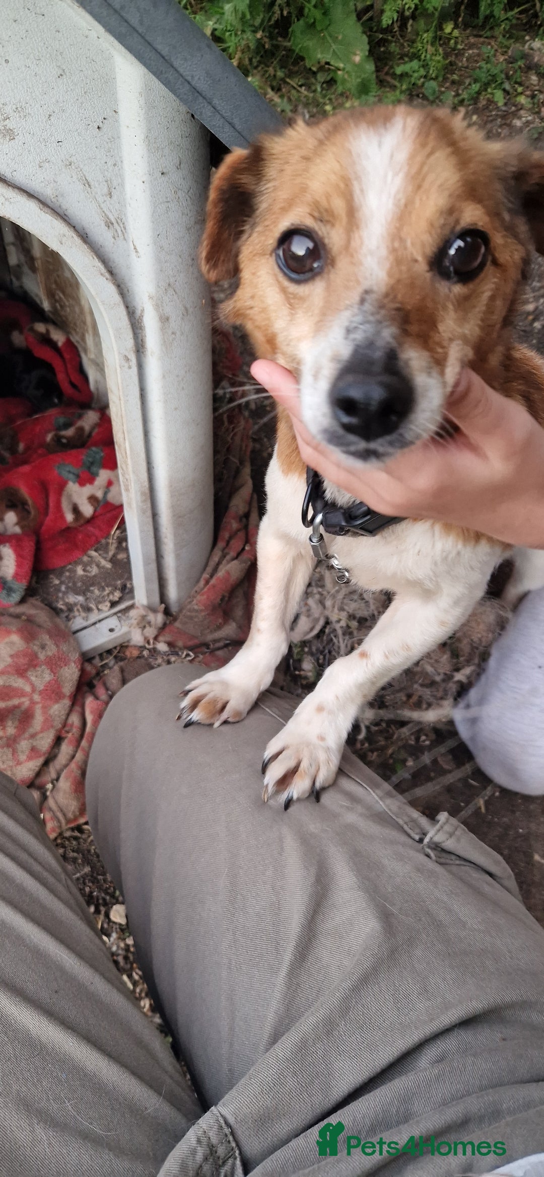 Mixed Breed dogs for sale: 2 female parson terrier x terrier mix - Image 5