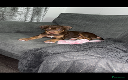 Mixed Breed dogs for sale: Second generation Female bull lurcher  - Image 8