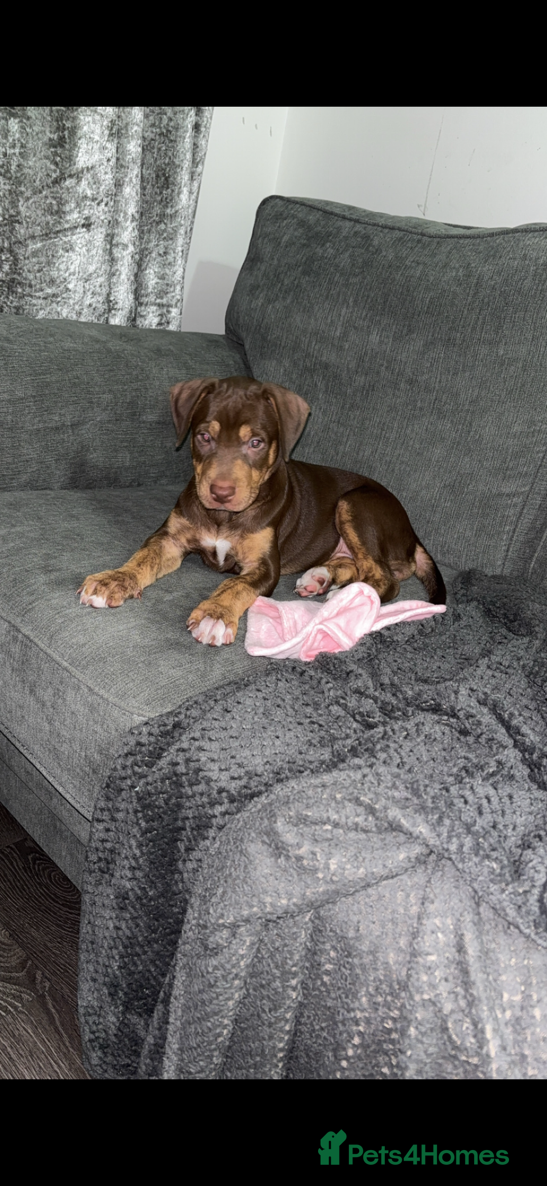 Mixed Breed dogs for sale: Second generation Female bull lurcher  - Image 8