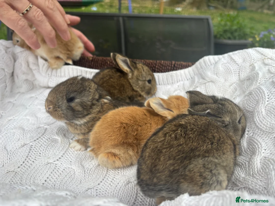 Mixed Breed rabbits for sale: 5 beautiful French lop x mini lops  - Advert 2
