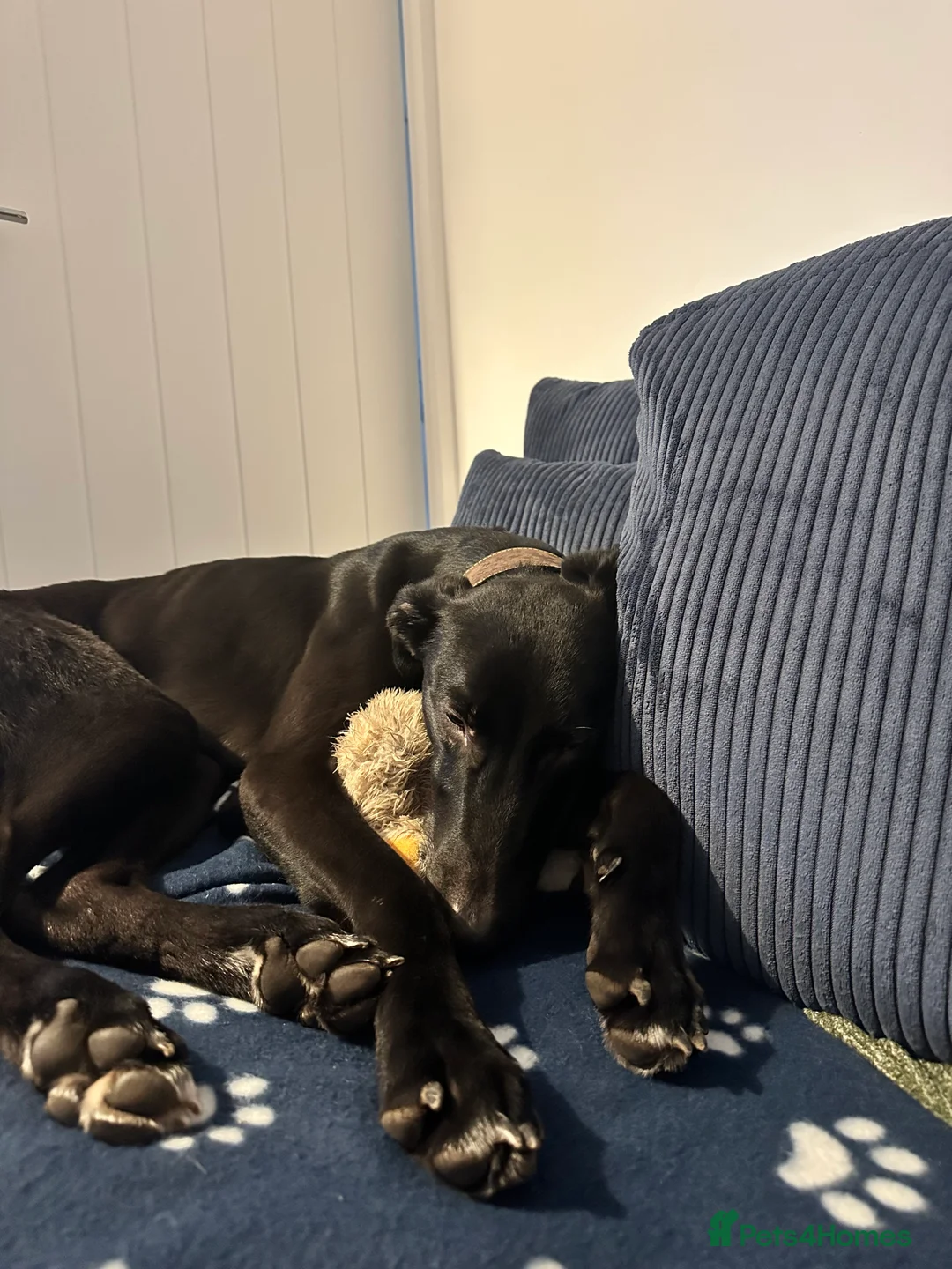 Mixed Breed dogs for sale: Milo - Lurcher x Greyhound male 11month  - Advert 3