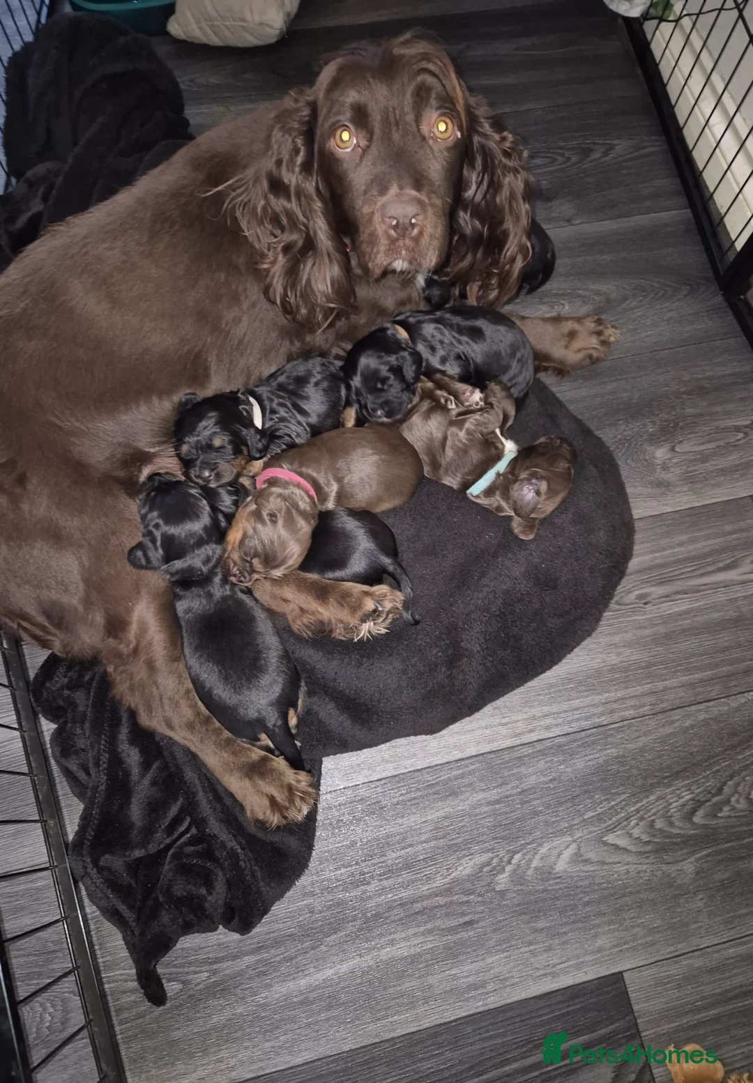 Sprocker dogs for sale: Exceptional home reared sprocker spaniel puppies.  - Advert 5