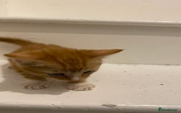 Mixed Breed cats for sale: Gorgeous Kittens - Image 8