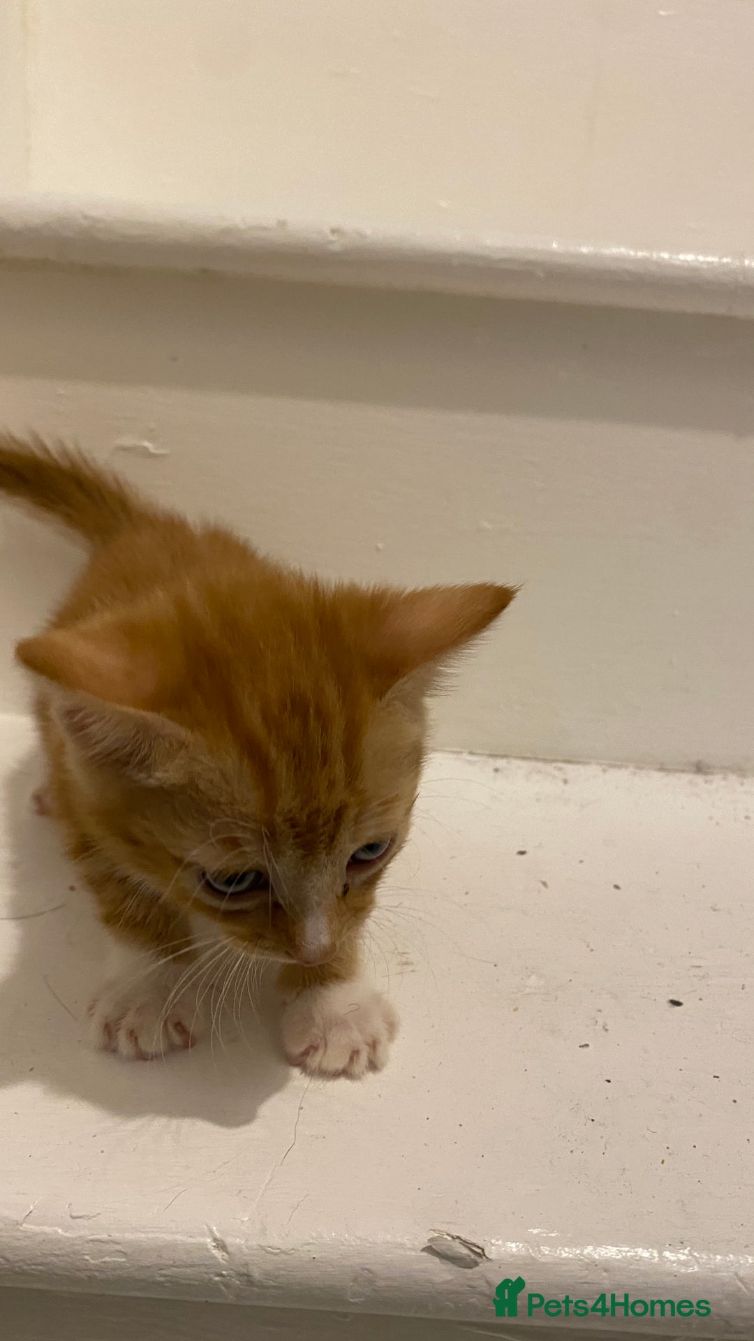 Mixed Breed cats for sale: Gorgeous Kittens - Image 8