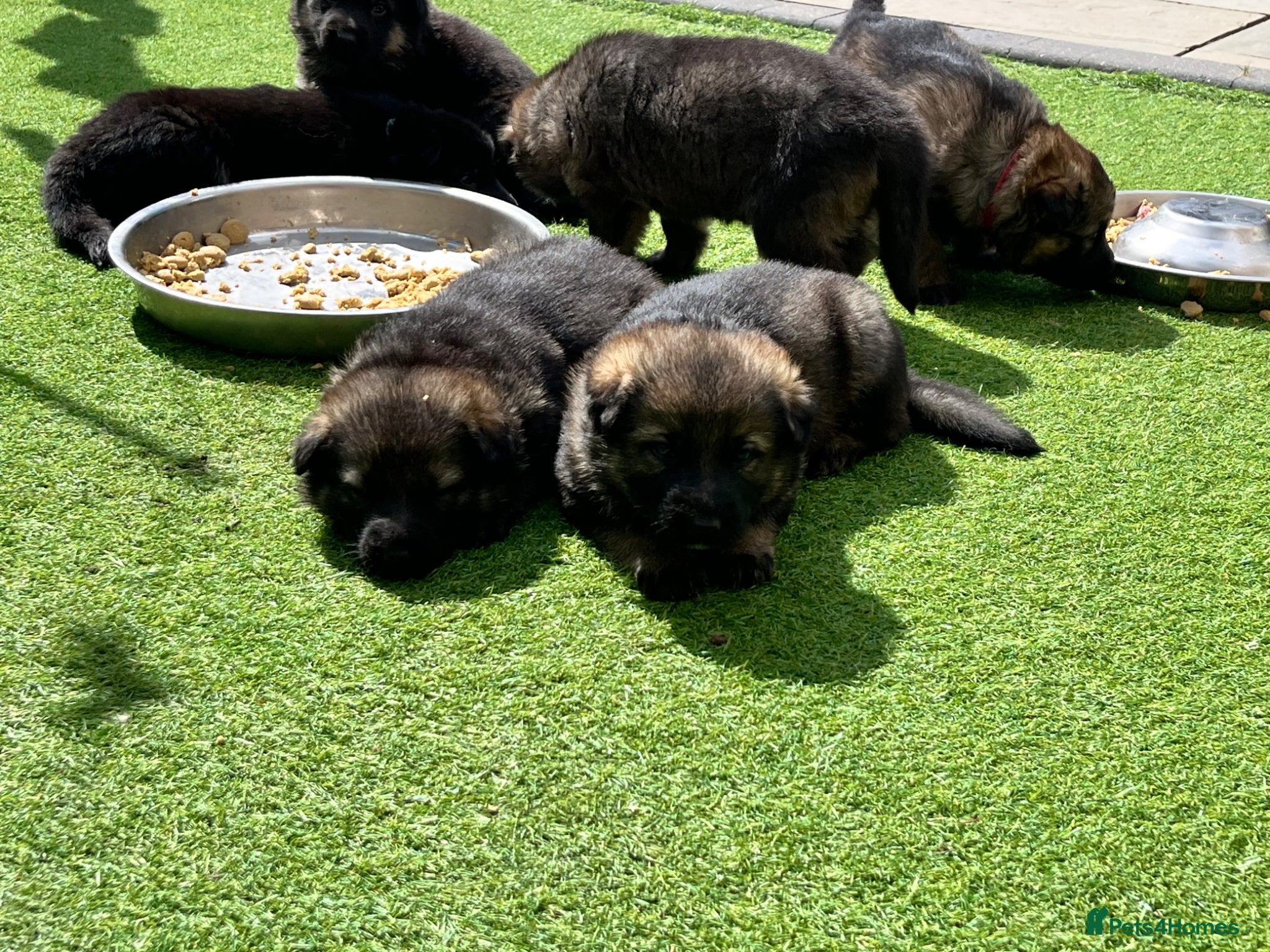 German Shepherd dogs Gorgeous German Shepherd puppies ❤️ - Advert 3
