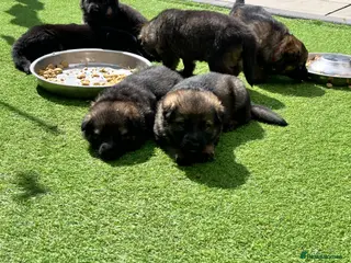 German Shepherd dogs Gorgeous German Shepherd puppies ❤️ - Advert 3