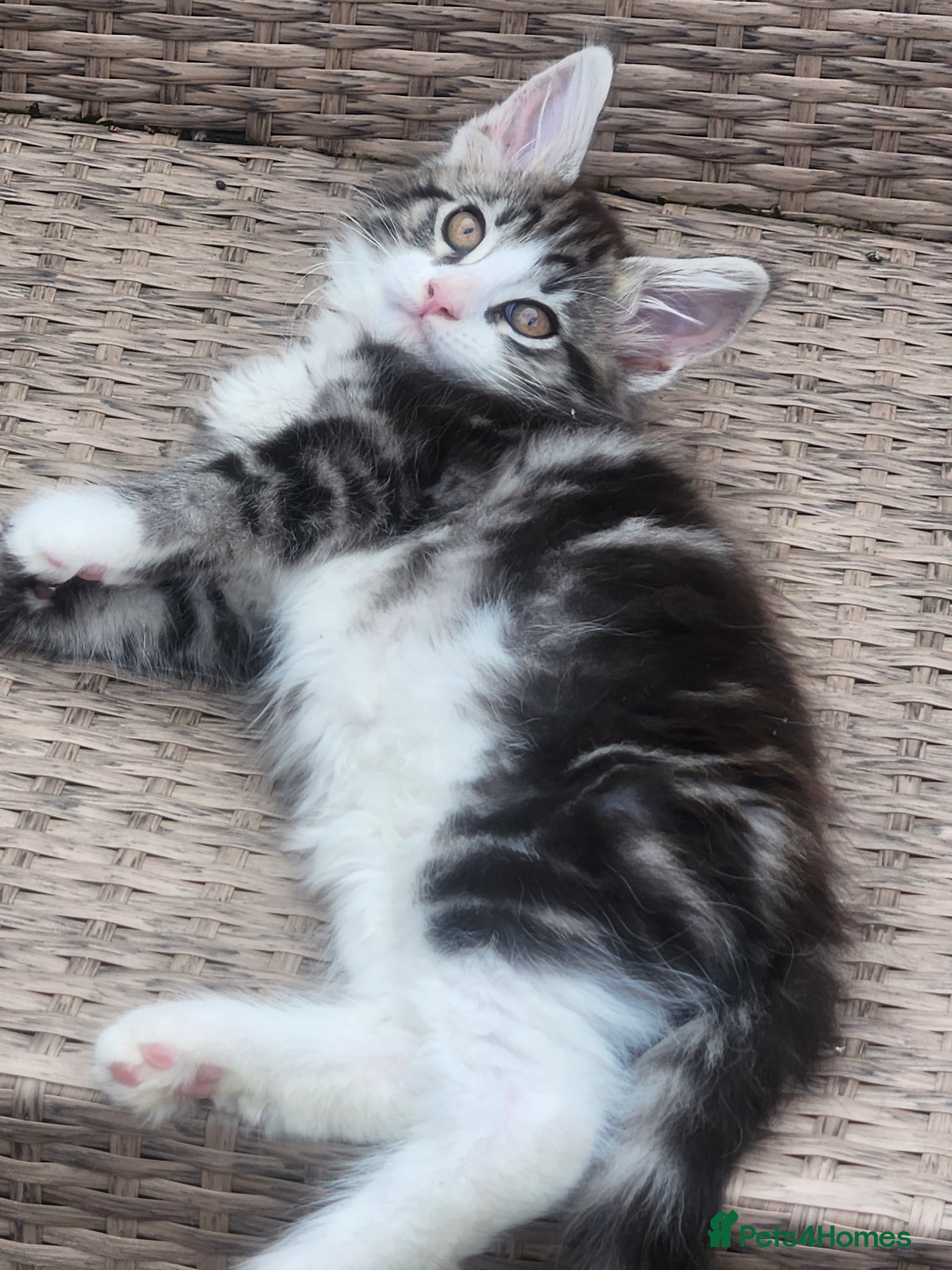 Maine Coon cats Maine Coons Ready Now!! 4 male 1 female  - Advert 4