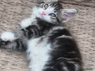 Maine Coon cats Maine Coons Ready Now!! 4 male 1 female - Advert 1