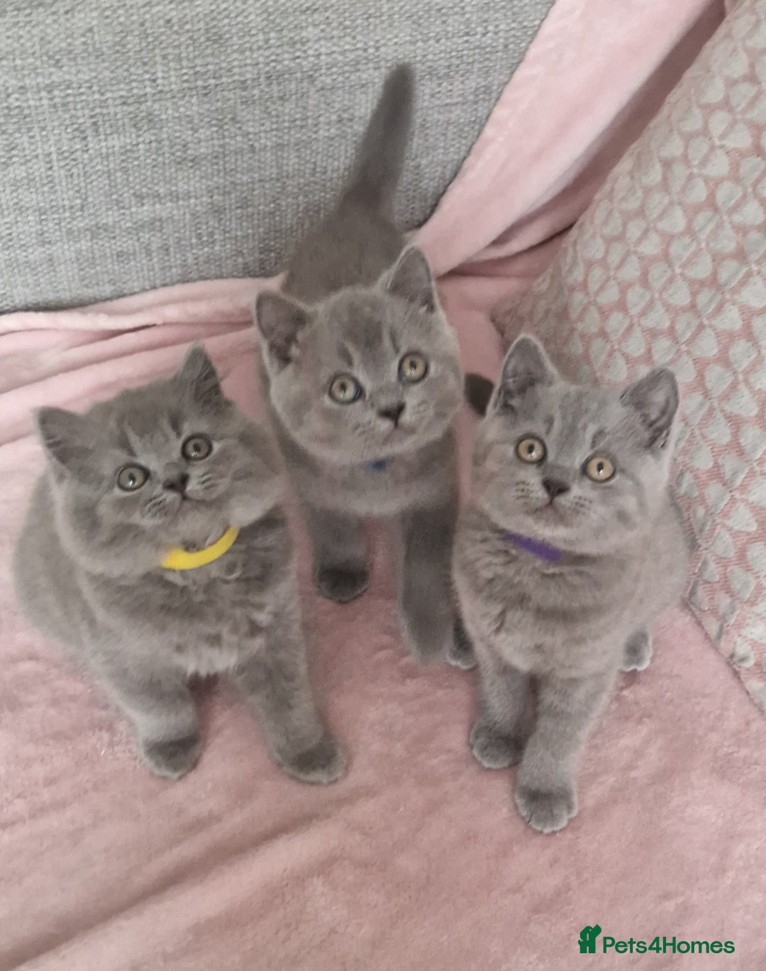 British Shorthair cats for sale: READY NOW, GCCF BLH & PET BSH PEDIGREE KITTENS - Image 1