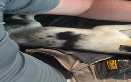 Border Collie dogs for sale: Beautiful collie - Image 3