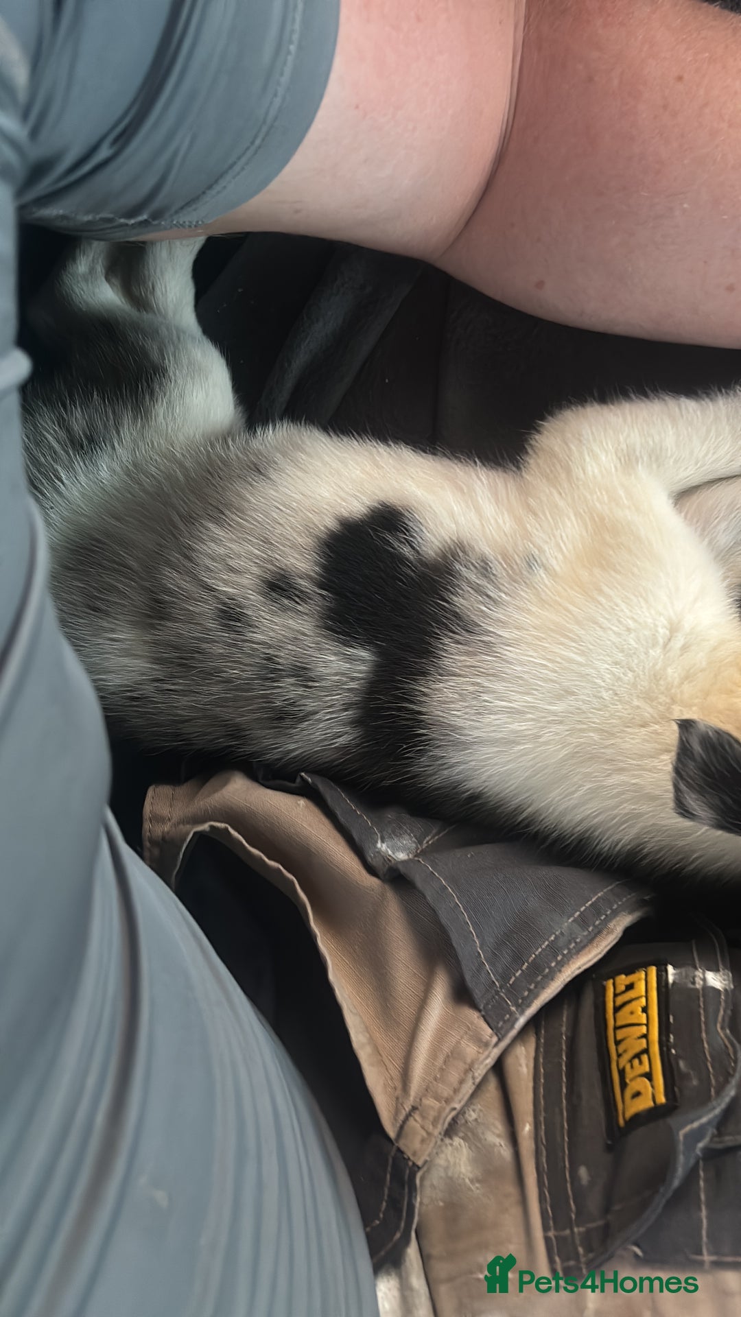 Border Collie dogs for sale: Beautiful collie - Image 3