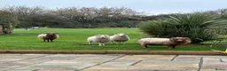Sheep livestock for sale: 4 Ouessant Sheep - Advert 1