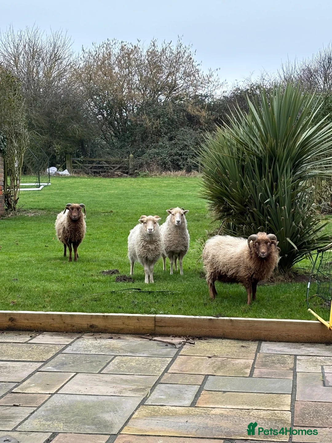 Sheep livestock for sale: 4 Ouessant Sheep - Advert 1